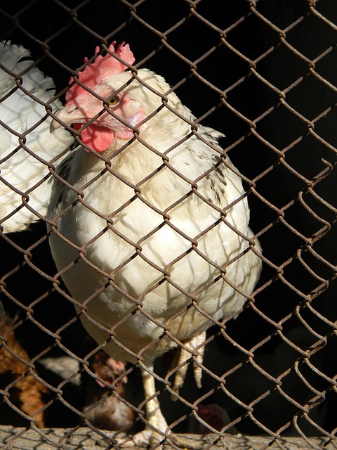 日本女足的 日本女足的